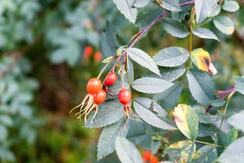 Elder fruit on plant Stock Photos