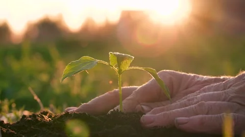 Elder Human Hand Plant Small Seedling In Soil Close Up At Spring Stock Footage 277876767
