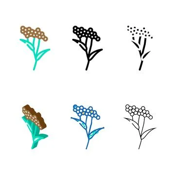 Elder plant color icon vector variants Stock Illustration