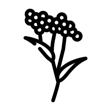 Elder plant line icon vector illustration Stock Illustration