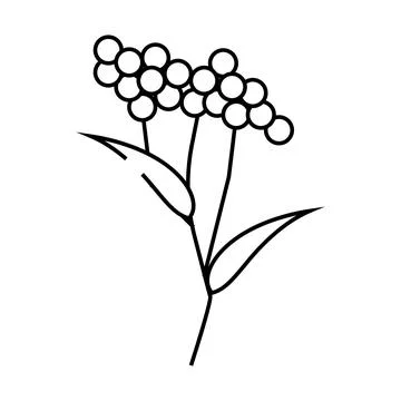 Elder plant line icon vector illustration Stock Illustration