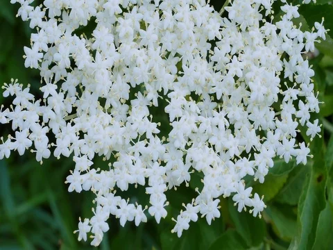 Elder, Sambucus Nigra Stock Footage