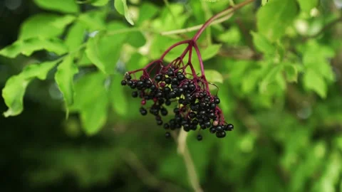 Elder Tree with berries Stock Footage 148652939