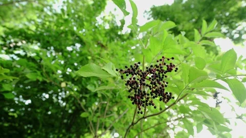Elder Tree with berries Stock Footage 148652942