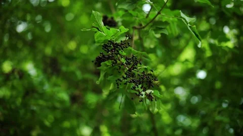 Elder Tree with berries Stock Footage 148652961