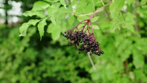 Elder on a Tree Stock Footage 148652925