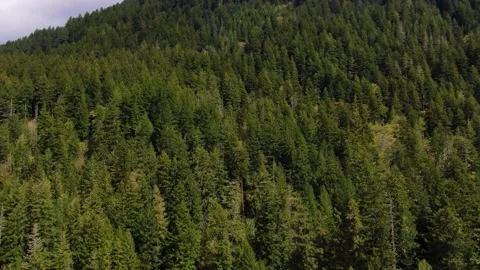 The Elder Tree Video stock 160008474