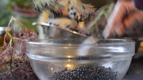 Elderberries being stripped from the cluster Stock Footage 41161673