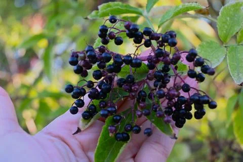 Elderberries on a branch held in hand Stock Photos