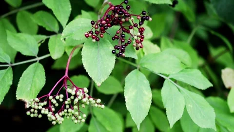Elderberries on an elder bush video Stock-Footage 248721507