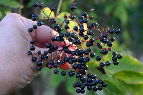 Elderberries held in a hand Photos