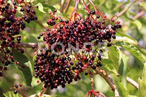 Elderberries Stock Photos