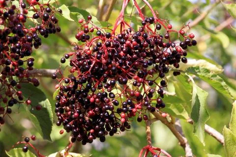 Elderberries Stock Photos
