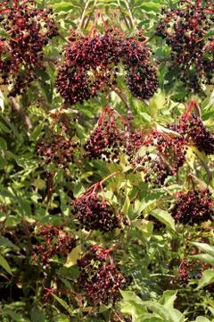 Elderberries Stock Photos