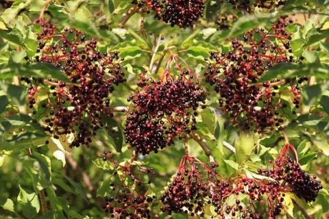 Elderberries Foto stock