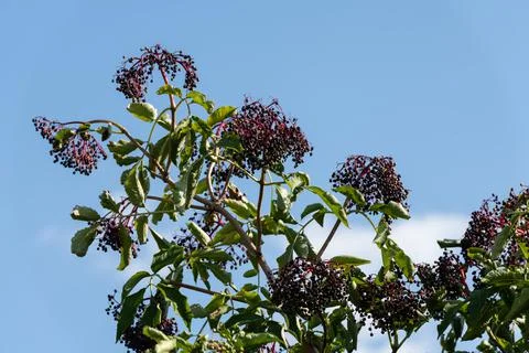 Elderberries Sambucus on Tree Branches Stock Photos