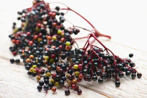 Elderberries on a white surface Stock Photos