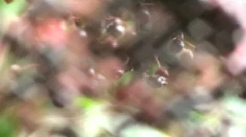 Elderberry abstract Stock Footage 794472