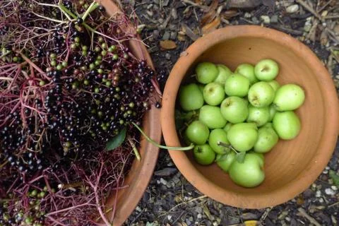 Elderberry and pear 写真素材