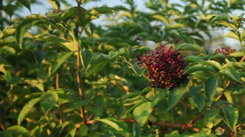 Elderberry, Black Berries Video stock 52883307