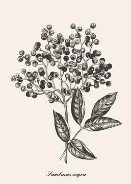 Elderberry branch. Vector botanical. Illustrazione stock