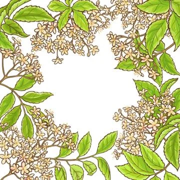 Elderberry branch vector frame Stock Illustration