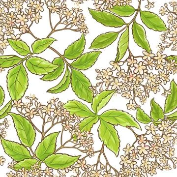 Elderberry branch vector pattern Stock Illustration