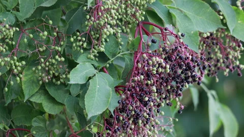 Elderberry branches with berries moving in wind in summer garden 스톡 동영상 333746331