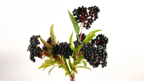 Elderberry branches on a white background. Black ripe berry. Stock Footage