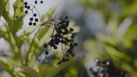Elderberry in the Breeze Stock Footage 262574997