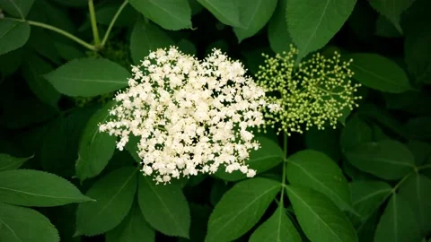 Elderberry Flower Stock Footage 196114198