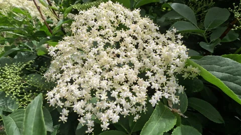 Elderberry Flower in Spring Stock Footage 322092188