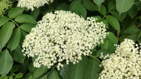 Elderberry flowers Stock Footage 196595224