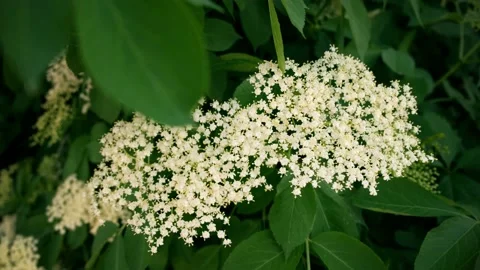 Elderberry Flowers Selective Focus Stock Footage 196114273
