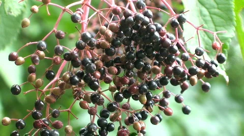 Elderberry Stock Footage 794464