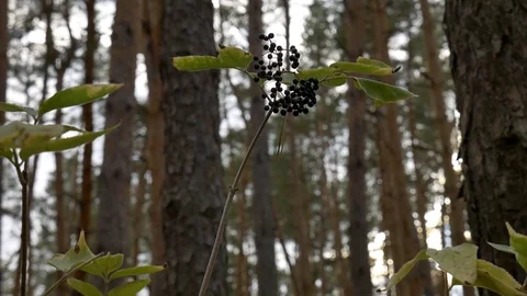 The elderberry in the forest 스톡 동영상 81899645