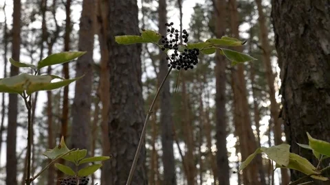 The elderberry in the forest 스톡 동영상 81899803