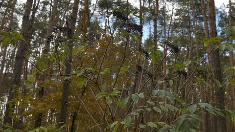 The elderberry in the forest 스톡 동영상 81900175