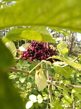 Elderberry in the forest Foto stock