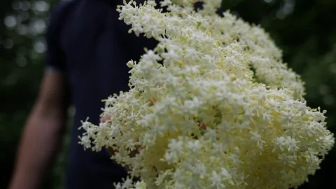 Elderberry the herb Stock Footage 77572422