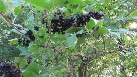 Elderberry on old tree Stock Footage 160068378