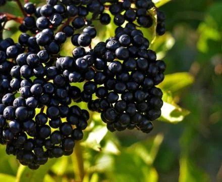 Elderberry Stock Photos