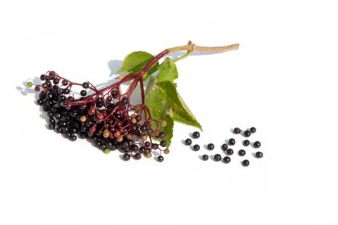Elderberry Fotos de archivo