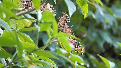 Elderberry ripe for the picking Stock Footage 116550391