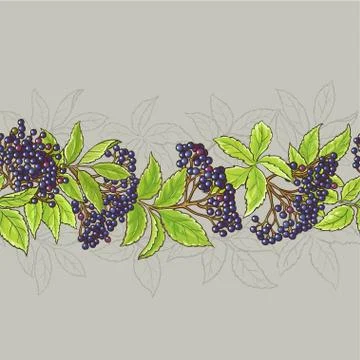 Elderberry seamless pattern Stock Illustration