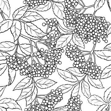 Elderberry seamless pattern Stock Illustration