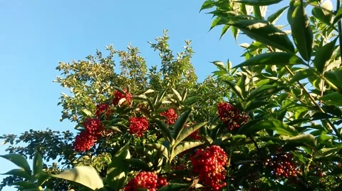 Elderberry tree Stock Footage 42617654