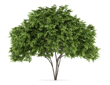 Elderberry tree isolated on white background Stock Illustration