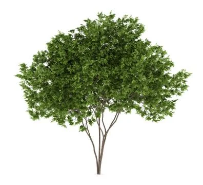 Elderberry tree isolated on white background Stock Illustration