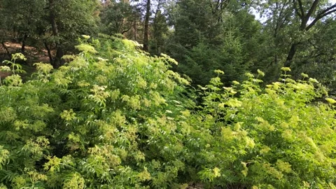Elderberry Tree, Old Growth Forest, Pine Trees, Oak Trees Video stock 280325634